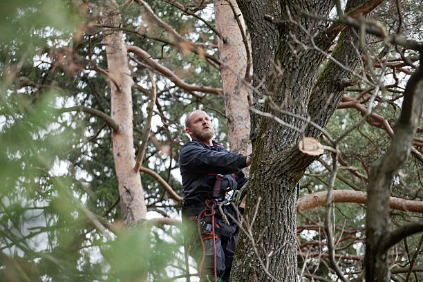 Best Tree Trimming and Pruning  in Winchester, OH